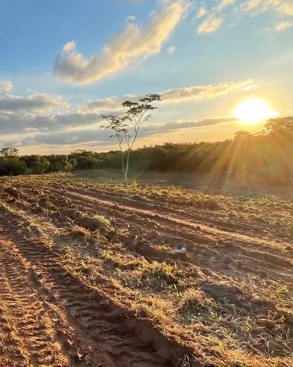 Frisch bearbeiteter roter Boden bei Sonnenuntergang, am Rand ein einzelner Baum