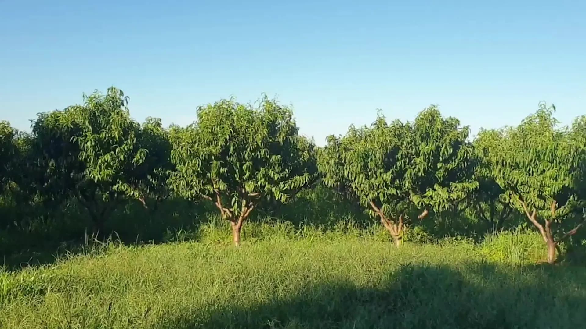 Junge Pfirsichbäume auf einer Wiese unter blauem Himmel